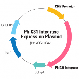 Phic31 System PhiC31 Integrase Expression Plasmid | System Biosciences