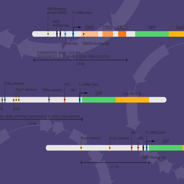 フータページ プレミアムPPAP panda3 The adidas ZX 8000 GORE-TEX Felpa Appears in