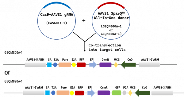 AAVS1 SparQ™ All-In-One Inducible System System Biosciences