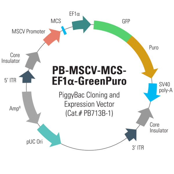 PB-MSCV-MCS-EF1α-GreenPuro PiggyBac cDNA Cloning and PB-MSCV-MCS-EF1α-GreenPuro PiggyBac cDNA Cloning and