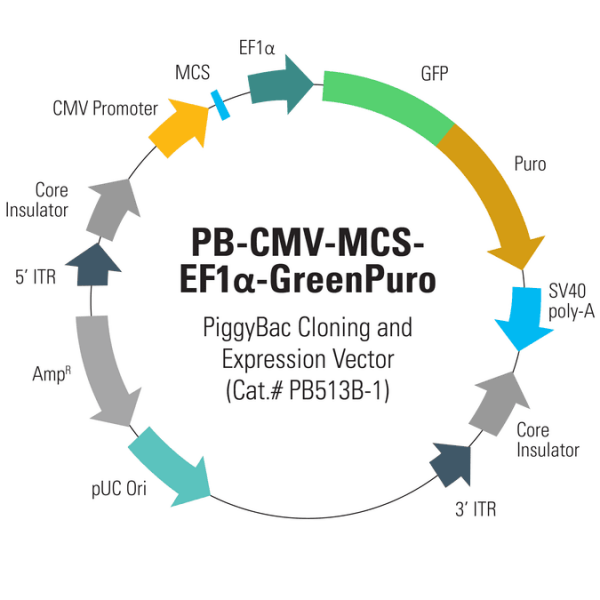 PB-CMV-MCS-EF1α-GreenPuro PiggyBac cDNA Cloning and Expression