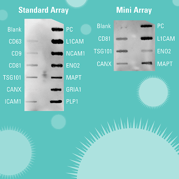 Exo-Check™ Exosome Antibody Array (Neuro) | System Biosciences