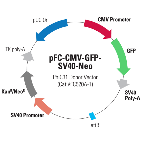 pFC-CMV-GFP-SV40-Neo Positive Control Donor Vector | System