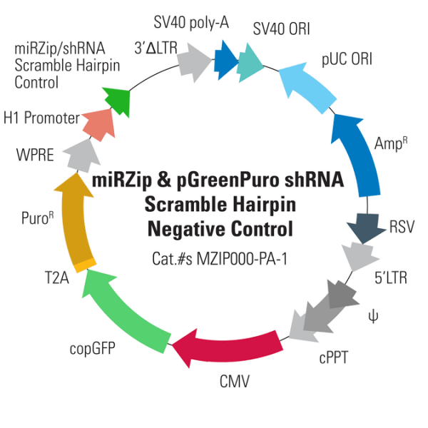 miRZip™ & pGreenPuro™ shRNA Scramble Hairpin Negative Control