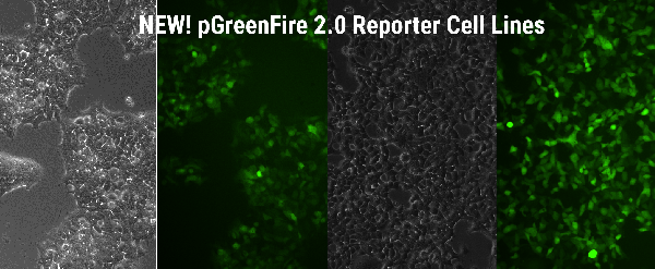 NEW! pGreenFire 2.0 signalling pathway reporters as stable cell lines