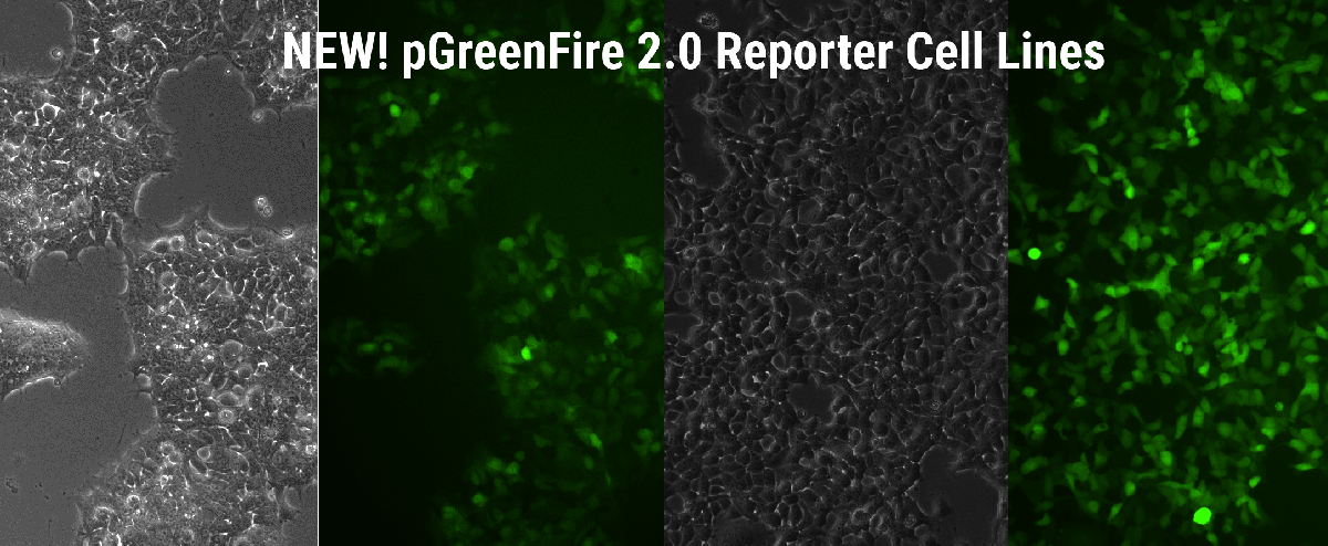 NEW! pGreenFire 2.0 signalling pathway reporters as stable cell lines