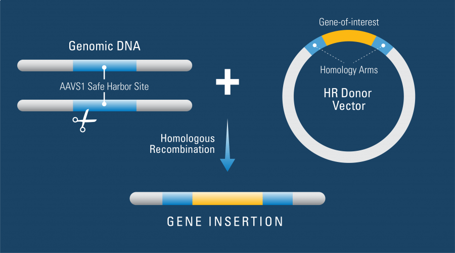 RESEARCH HIGHLIGHT: Targeted gene insertion in the AAVS1 safe harbor site helps identify why hPSCs are recalcitrant to CRISPR/Cas9 genome editing