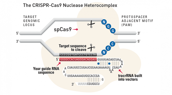 Have you seen our videos on using CRISPR/Cas9?