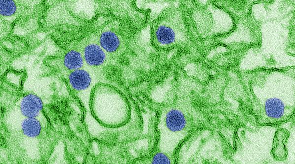 RESEARCH HIGHLIGHT: Revisiting old antiviral strategies in better, safer ways to fight emerging viruses like Zika, Chikungunya, and Dengue