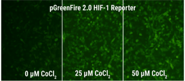 pGreenFire 2.0 - signalling pathway reporters re-engineered for reliable stable cell line generation