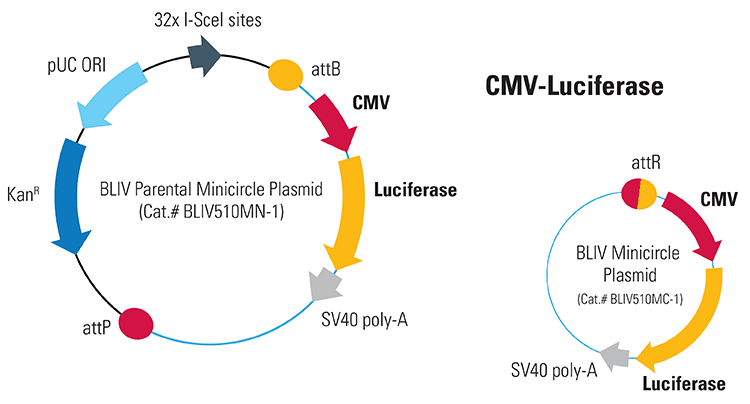 CMV-Luciferase Minicircle for <em>In Vivo</em> Imaging