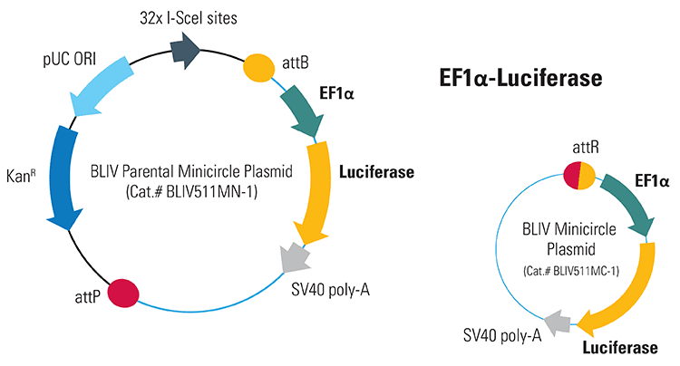 EF1α-Luciferase Minicircle for <em>In Vivo</em> Imaging