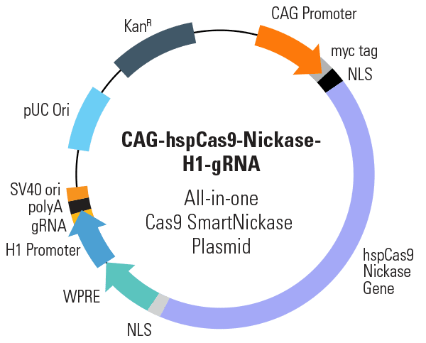 CAG-hspCas9-nickase-H1-gRNA All-in-one Cas9 SmartNickase Plasmid (circular)