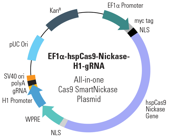 EF1α-hspCas9-nickase-H1-gRNA All-in-one Cas9 SmartNickase Plasmid (circular)