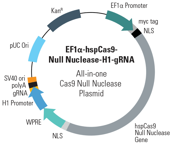 EF1α-hspCas9-DM-H1-gRNA All-in-one Cas9 Null Nuclease Plasmid (circular)