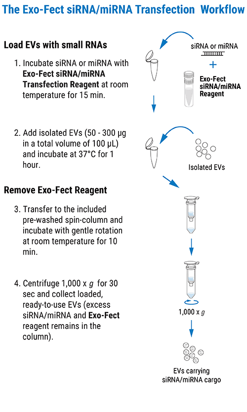 The Exo-Fect siRNA/miRNA workflow is quick and easy