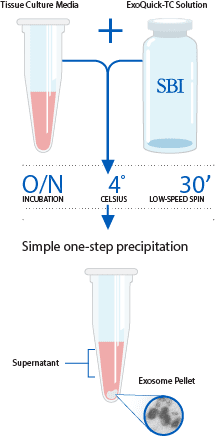 A quick and easy exosome isolation workflow