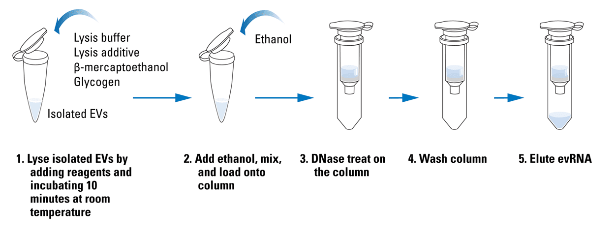 Figure 1. The quick and easy EVery EV RNA Isolation workflow.