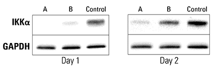 Double Reporter Piranha HEK293T Cells electroporated with anti-IKKα antibody show complete and near-complete ablation of IKKα after one day