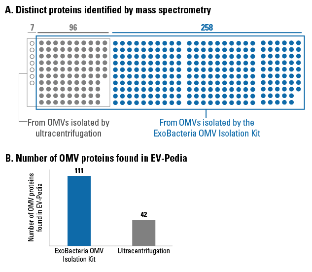 Identify more OMV proteins with OMVs isolated using the ExoBacteria OMV Isolation Kit