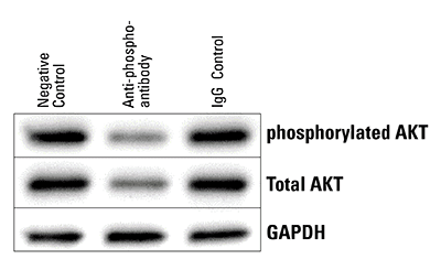 The Piranha System can reduce levels of phosphorylated protein