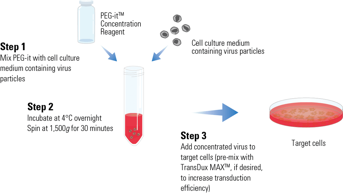 Using PEG-it to concentrate virus particles is easy with little hands-on time
