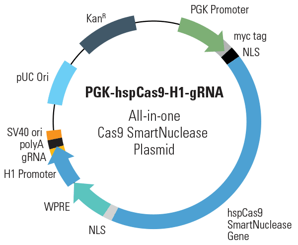 PGK-hspCas9-H1-gRNA All-in-one Cas9 SmartNuclease Plasmid (circular)