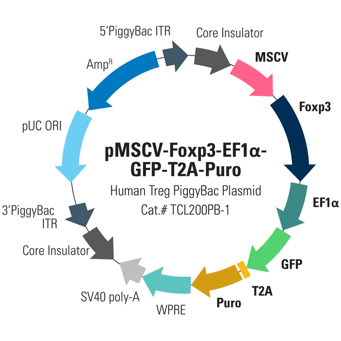 pMSCV-Mouse Foxp3-EF1α-GFP-T2A-Puro Lentivector for overexpression of Foxp3