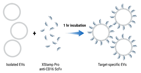 The XStamp Pro anti-CD16 workflow