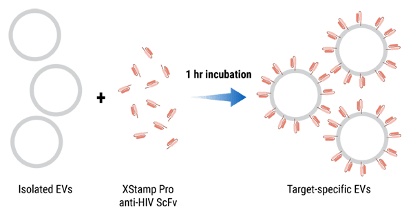 The XStamp Pro HIV Targeting EV Kit workflow