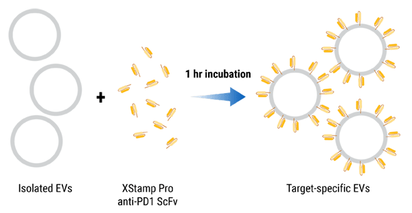 The XStamp Pro anti-PD-1 workflow