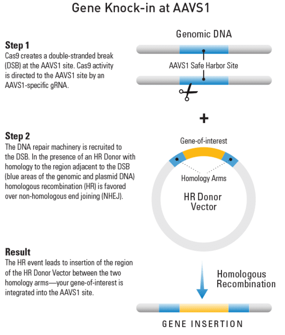 Knocking-in a gene at the AAVS1 site using an HR Targeting Vector