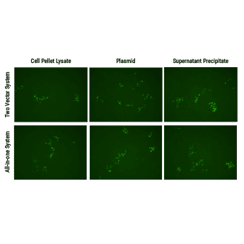 Both SBI’s all-in-one AAV-Cas9 and two-vector AAV-Cas9 systems efficiently correct a dysfunctional genomic copy of EGFP