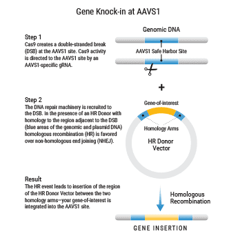 Knocking-in a gene at the AAVS1 site using an HR Targeting Vector