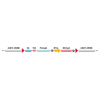 AAVS1 Safe Harbor Site Targeting Knock-in HR Donor Vector 2.0 (AAVS1-SA-puro-EF1α-MCS)