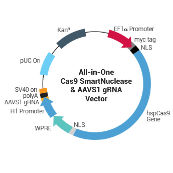 All-in-one Cas9 SmartNuclease & AAVS1 gRNA Plasmid