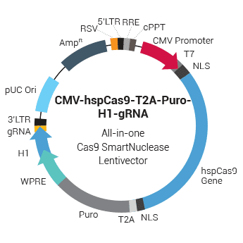CMV-hspCas9-T2A-Puro-H1-gRNA All-in-one Cas9 SmartNuclease Lentivector