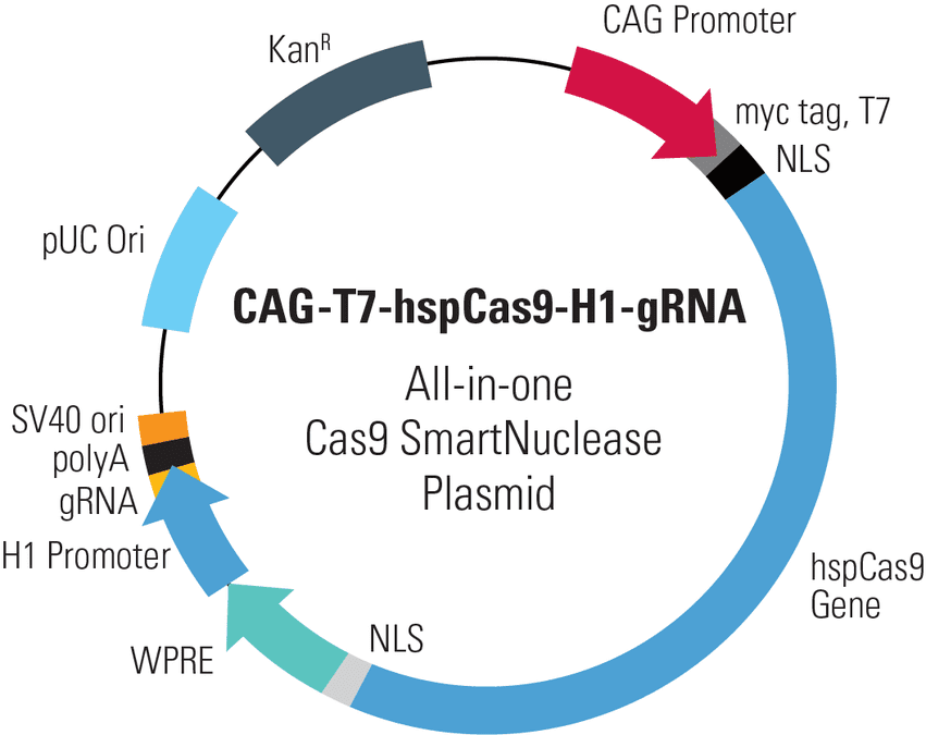 CAG-T7-hspCas9-H1-gRNA All-in-one Cas9 SmartNuclease Plasmid