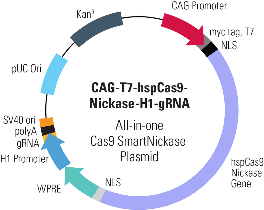 CAG-T7-hspCas9-SmartNickase-H1-gRNA All-in-one Cas9 SmartNickase Plasmid