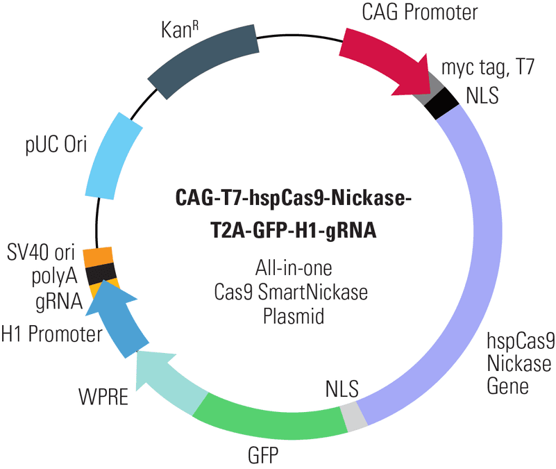 CAG-T7-hspCas9-Nickase-T2A-GFP-H1-gRNA All-in-one Cas9 SmartNickase Plasmid
