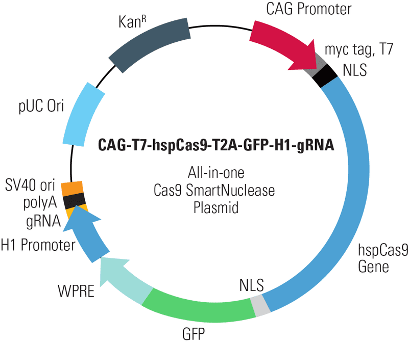 CAG-T7-hspCas9-T2A-GFP-H1-gRNA All-in-one Cas9 SmartNuclease Plasmid