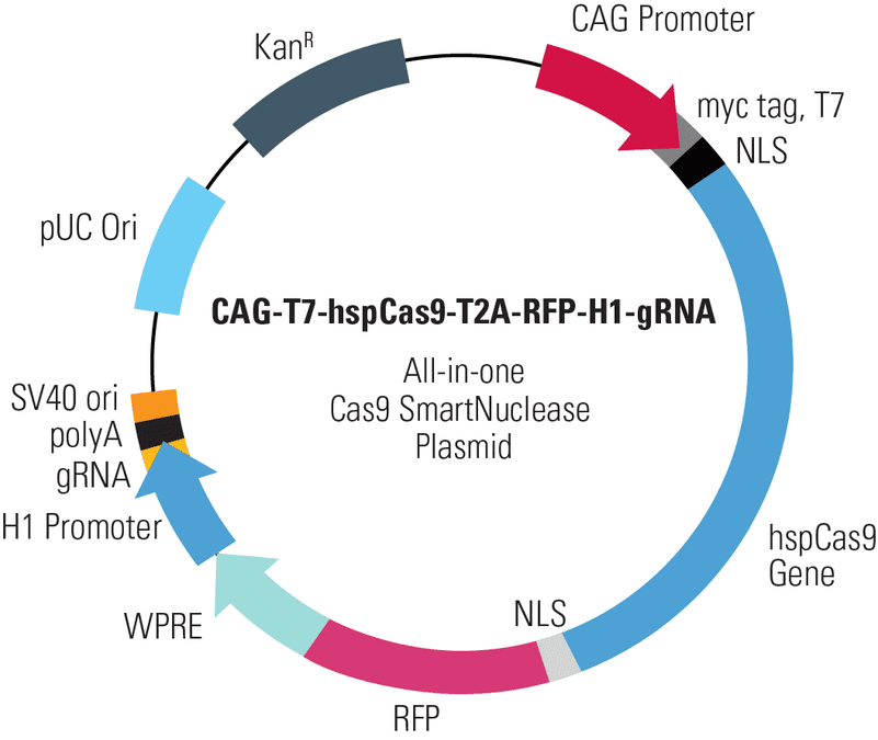 CAG-T7-hspCas9-T2A-RFP-H1-gRNA All-in-one Cas9 SmartNuclease Plasmid