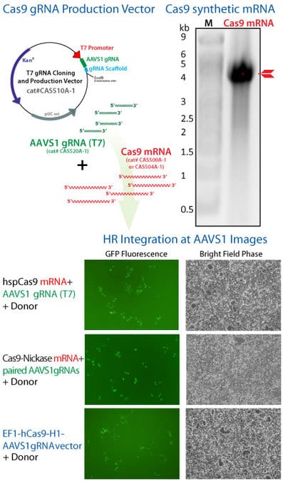 Cas9 SmartNuclease AAVS1 gRNA directs Cas9 activity to the AAVS1 site to knock-in GFP