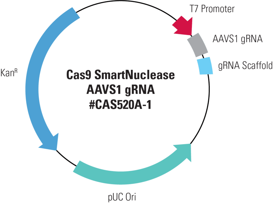 Cas9 SmartNuclease AAVS1 gRNA, Transfection-ready