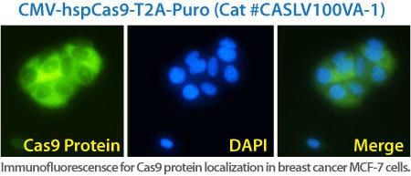 Immunostained images of Cas9 lentivirus transducing the cancer cell line MCF-7