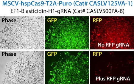 Two-Vector Cas9-Lentiviruses efficiently knockout stable RFP reporter gene