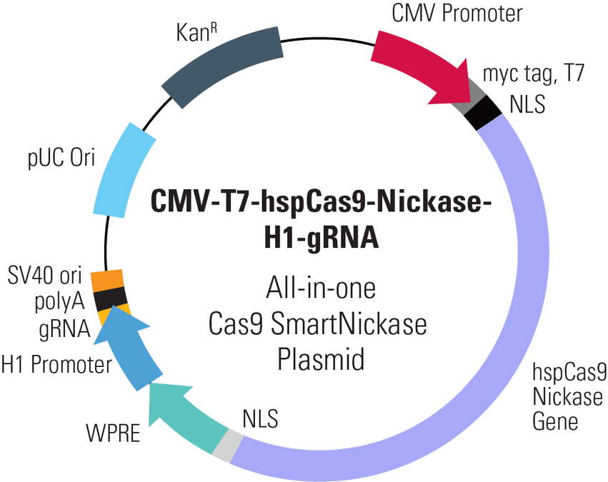 CMV-T7-hspCas9-Nickase-H1-gRNA All-in-one Cas9 SmartNickase Plasmid