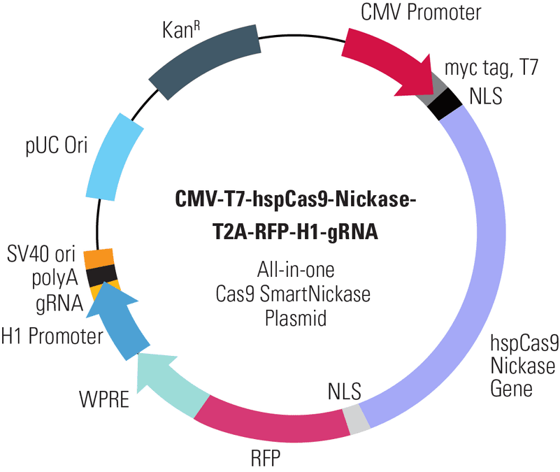 CMV-T7-hspCas9-Nickase-T2A-RFP-H1-gRNA All-in-one Cas9 SmartNickase Plasmid