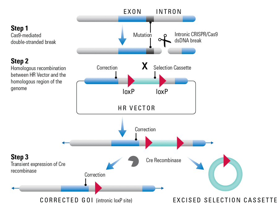 Excision of the loxP-flanked neomycin cassette. (A) The