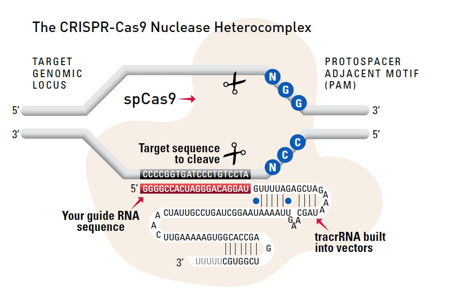 A quick overview of the CRISPR/Cas9 System.